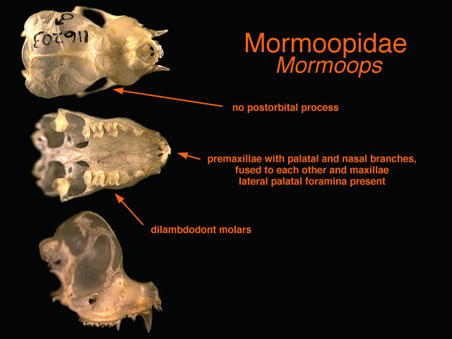 Sarcopterygii