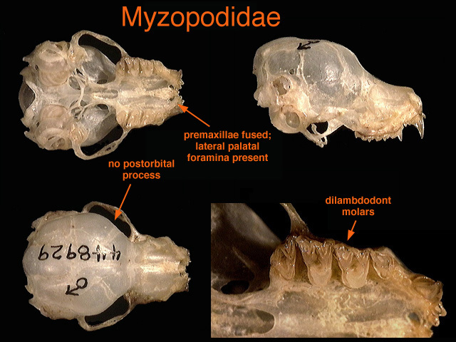 Deuterostomia