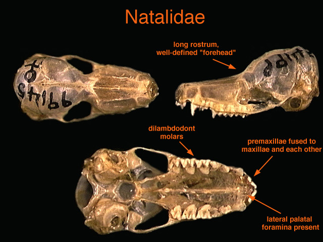 Euteleostomi