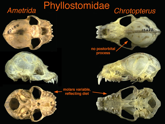 Stenodermatini