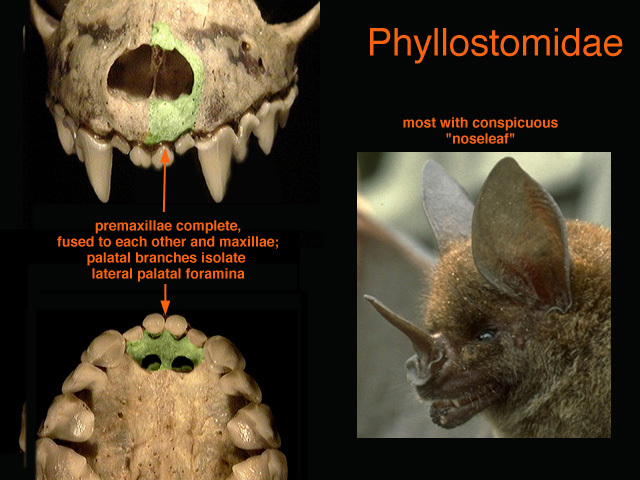 phyllostomidae2