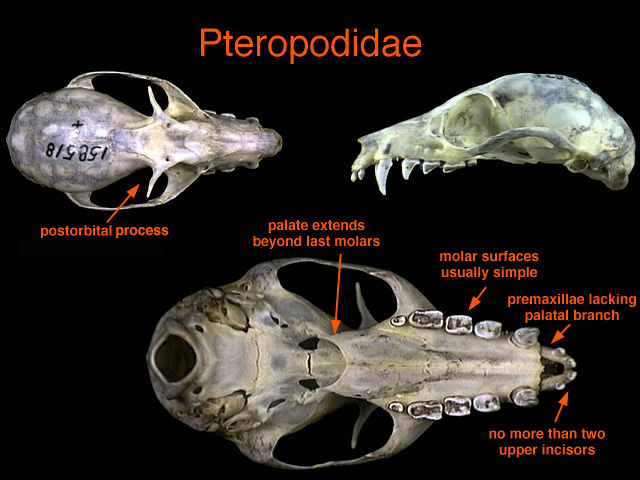 Sarcopterygii