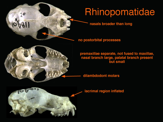 Gnathostomata