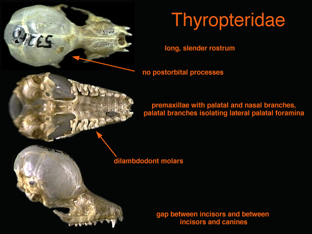 Craniata