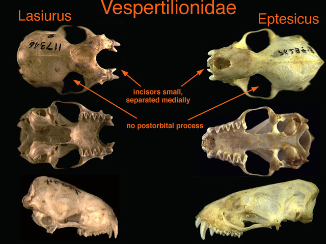 vespertilionidae