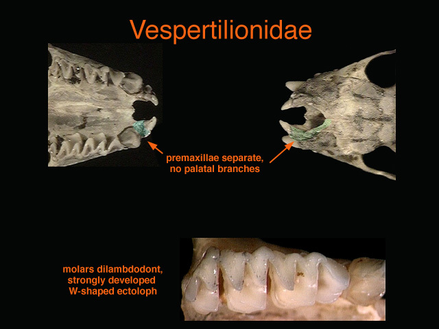 Craniata