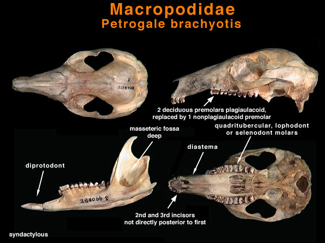 Euteleostomi