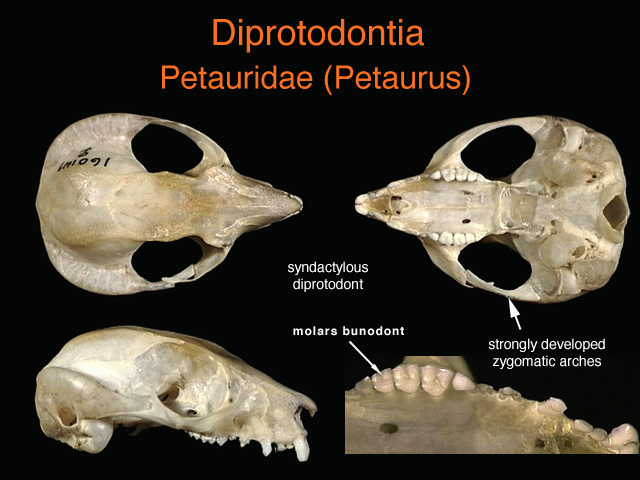 Craniata