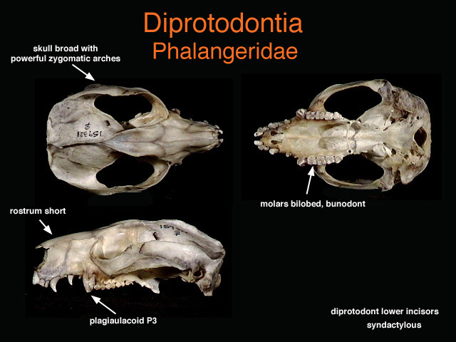 Euteleostomi