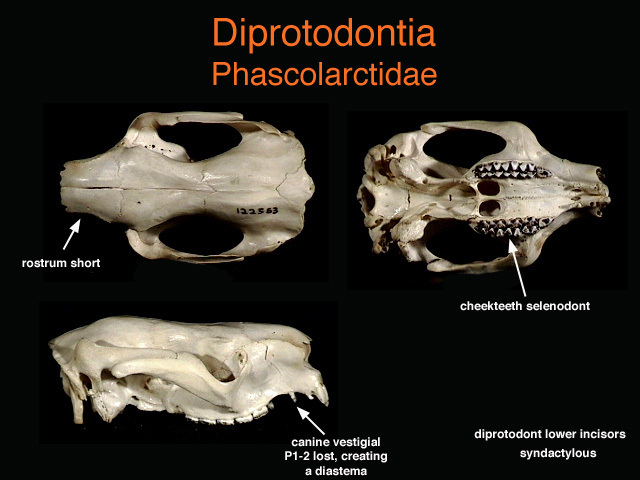 Deuterostomia