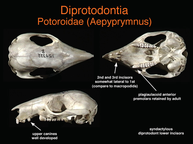 potoroidae