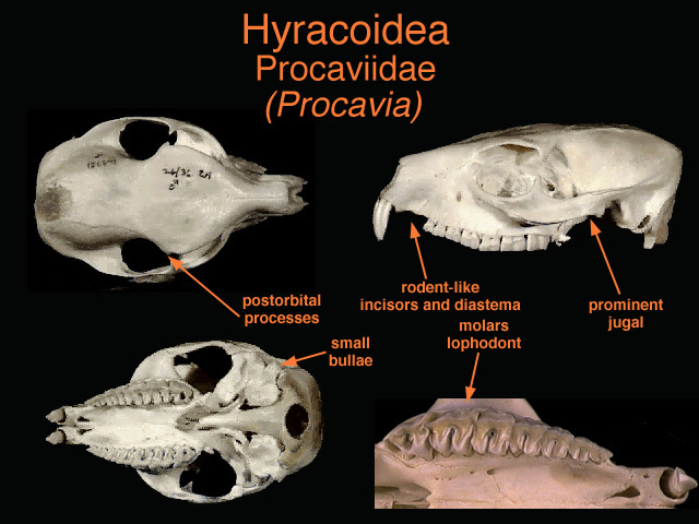 Deuterostomia