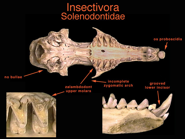 Vertebrata