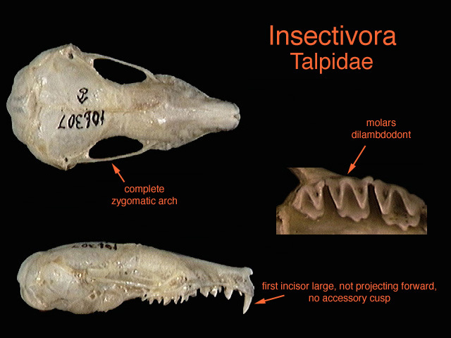 Euteleostomi