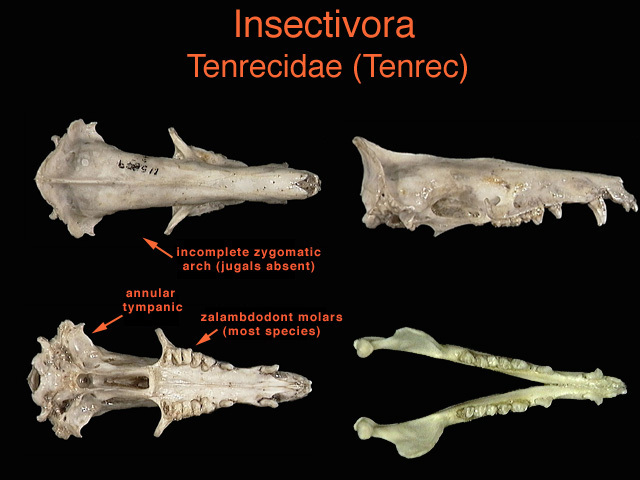 tenrecidae