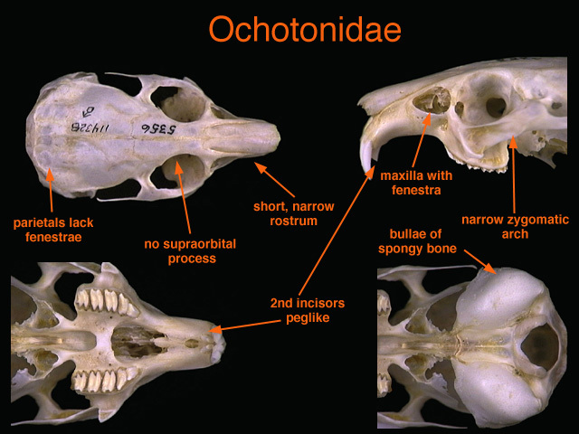 Chordata