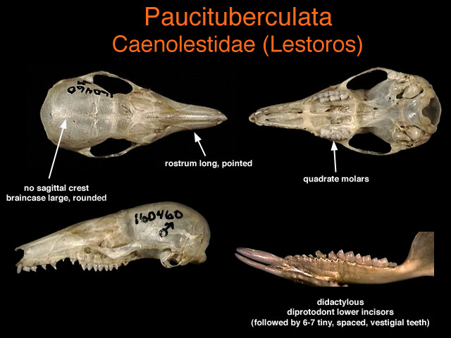 Sarcopterygii