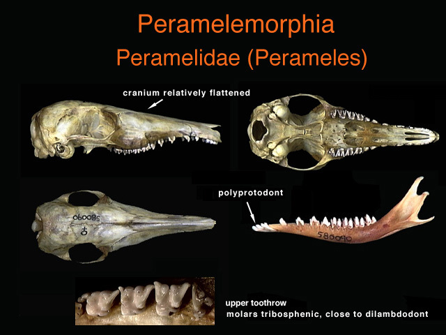 peramelidae