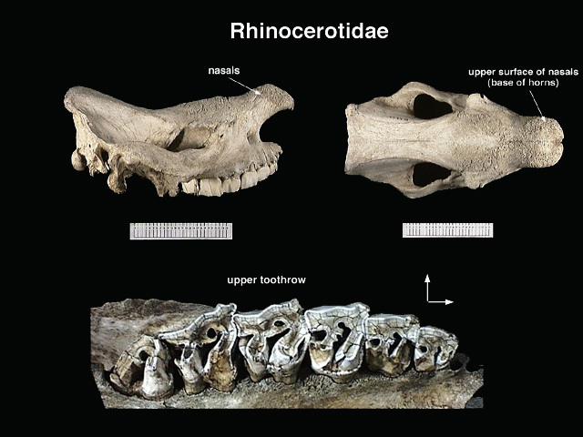 rhinocerotidae