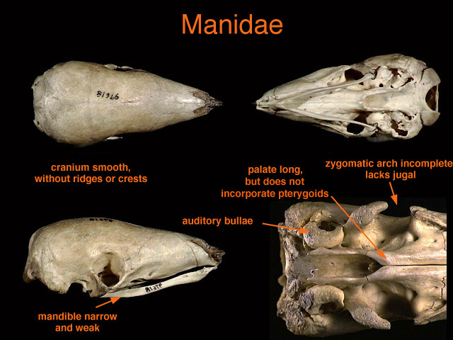 Craniata