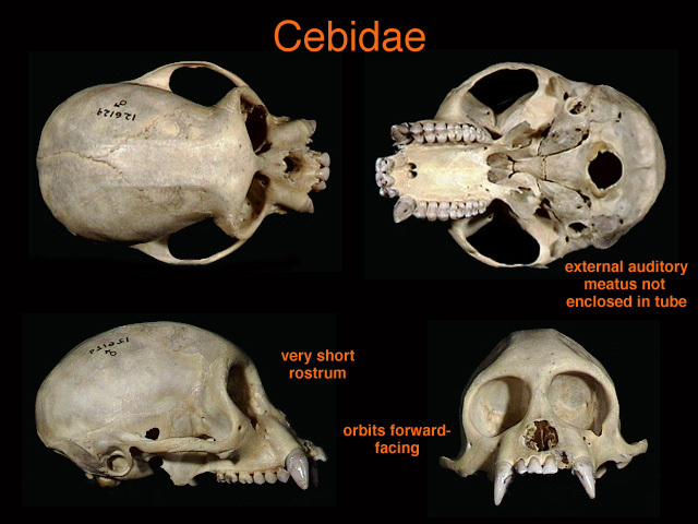 Chordata