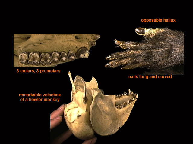 Craniata