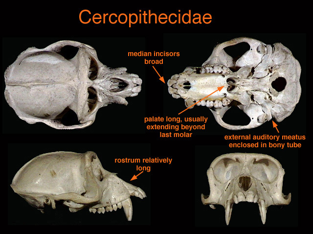 cercopithecidae