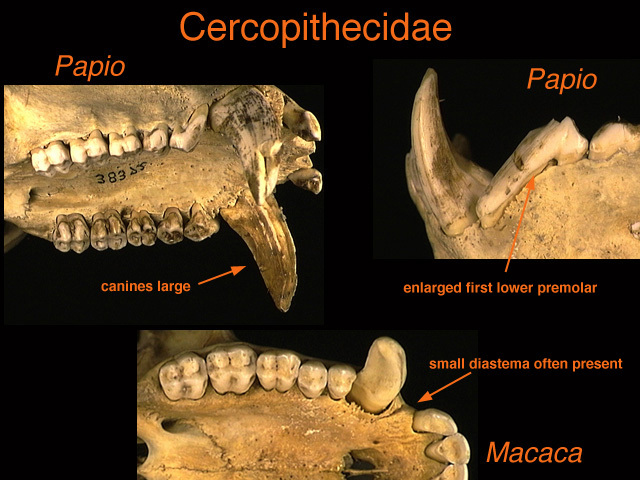 Deuterostomia