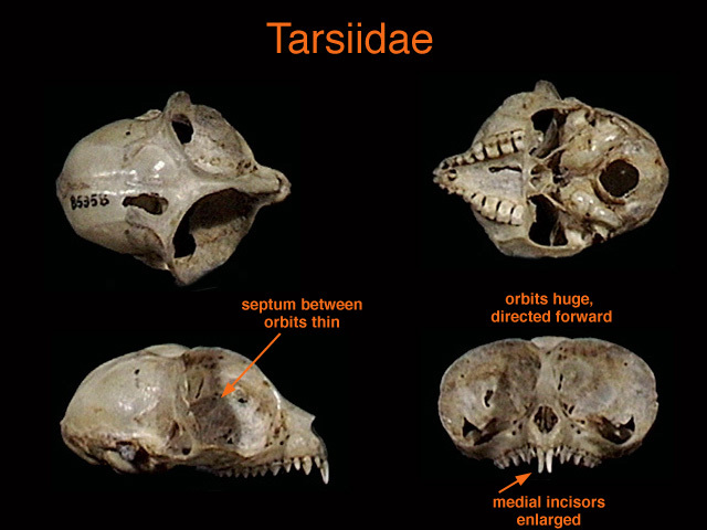 Deuterostomia