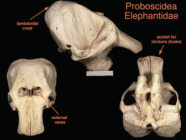 Craniata