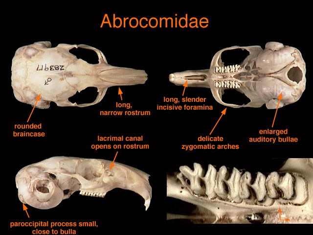 abrocomidae