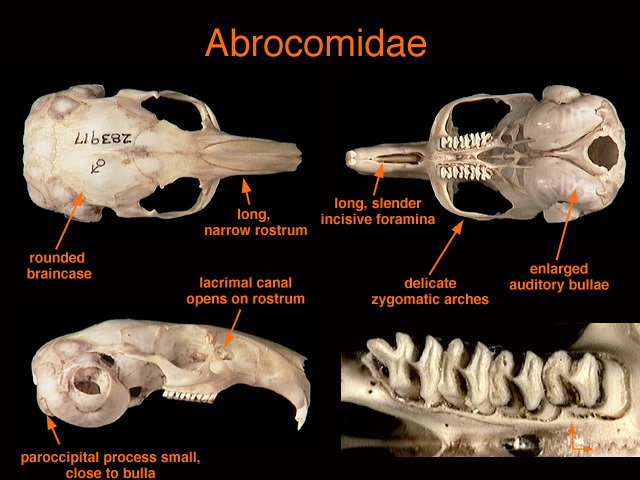 Chordata