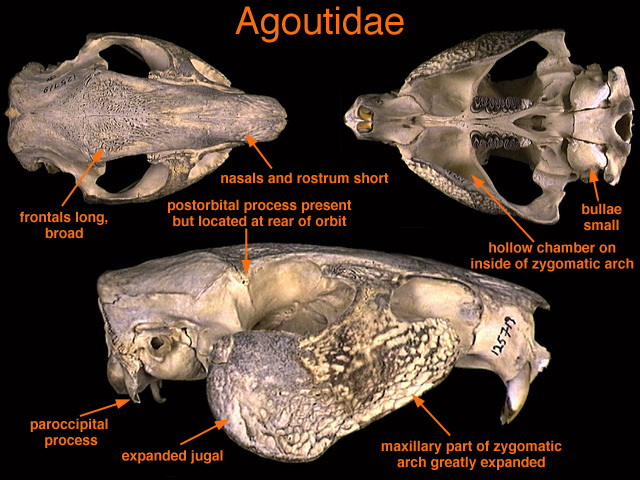 Sarcopterygii