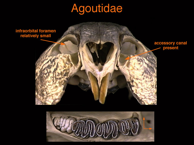 Vertebrata