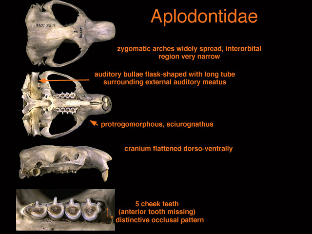 Deuterostomia