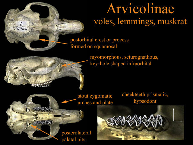 Euteleostomi