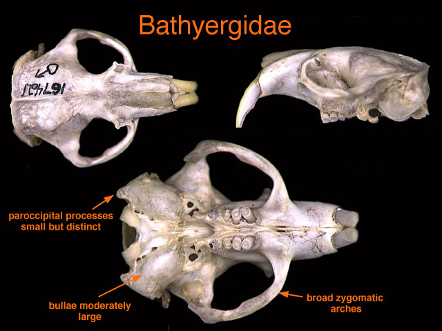 bathyergidae