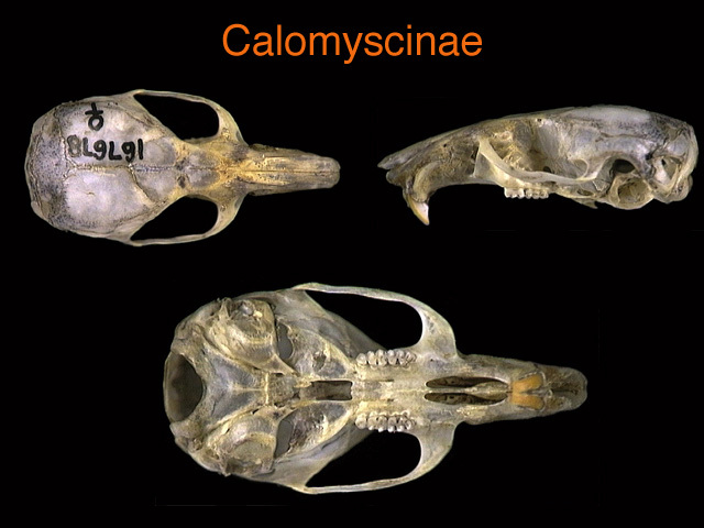 Eumetazoa