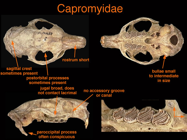 Eumetazoa