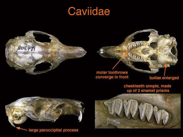 Eumetazoa