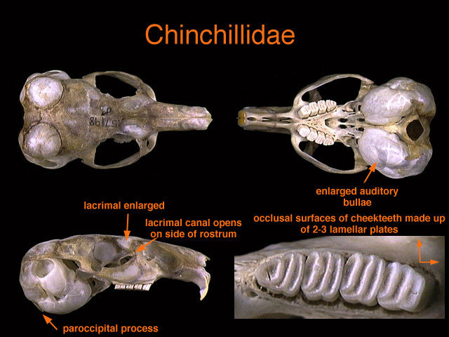 chinchillidae