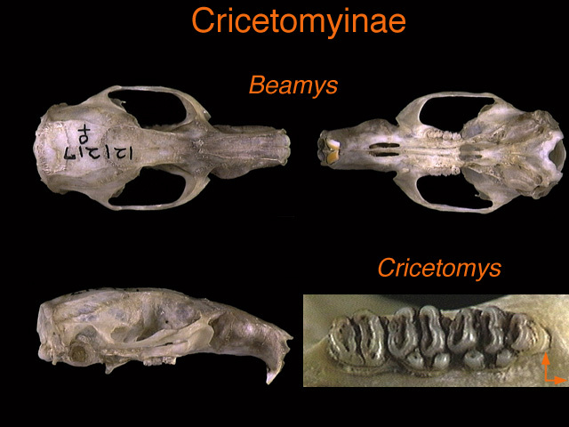 Sarcopterygii