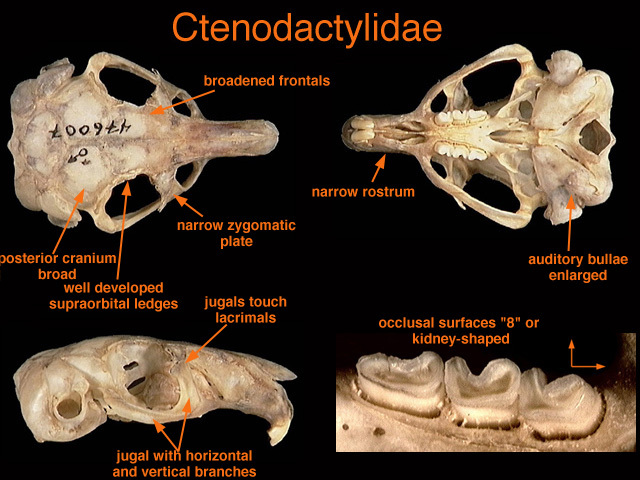 Sarcopterygii