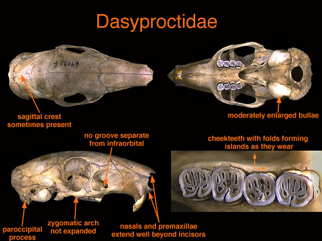 dasyproctidae