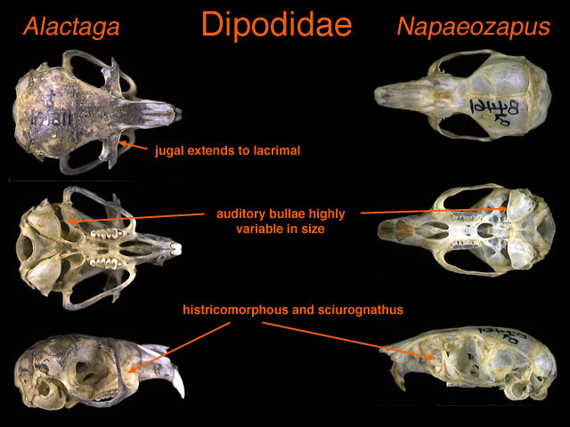 dipodidae