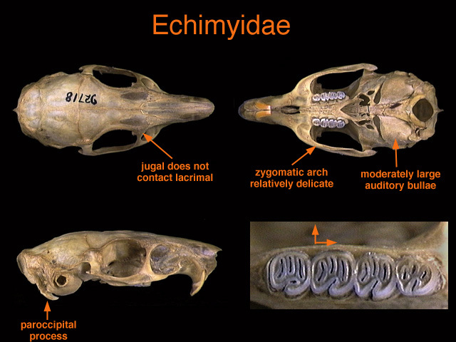 echimyidae