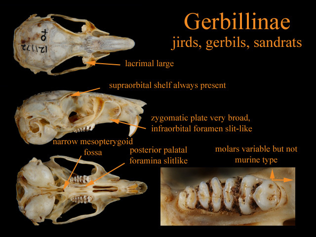 gerbillinae