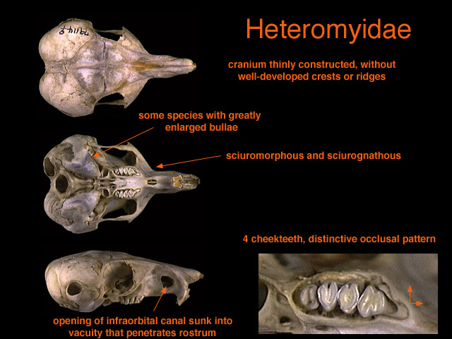 Eumetazoa