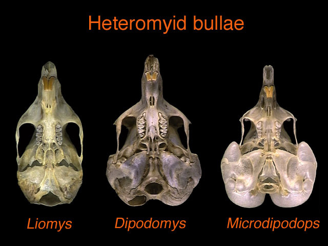 Gnathostomata