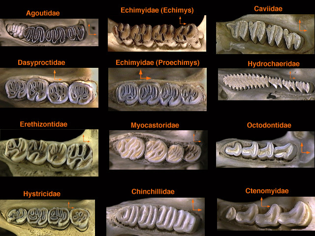 Mammalia